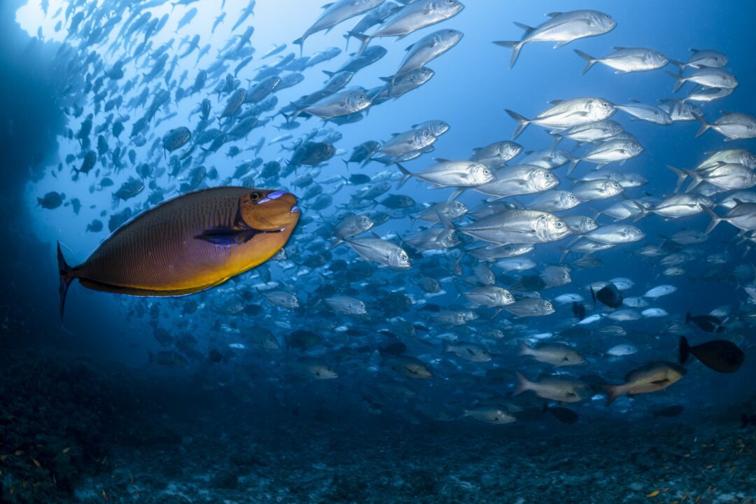 Scuba diving at Kandooma Resort Maldives