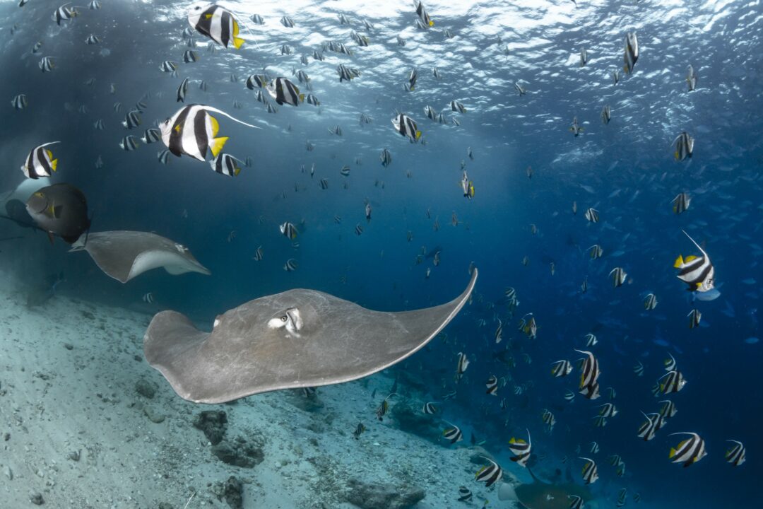 Scuba diving at Kandooma Resort Maldives