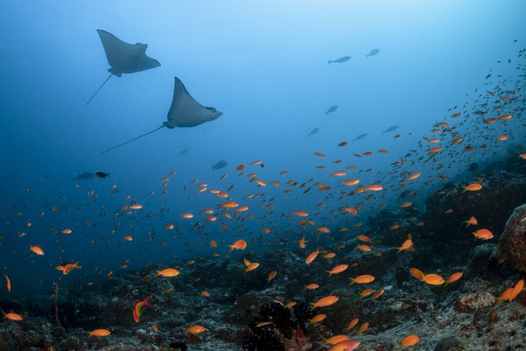 Scuba diving at Kandooma Resort Maldives