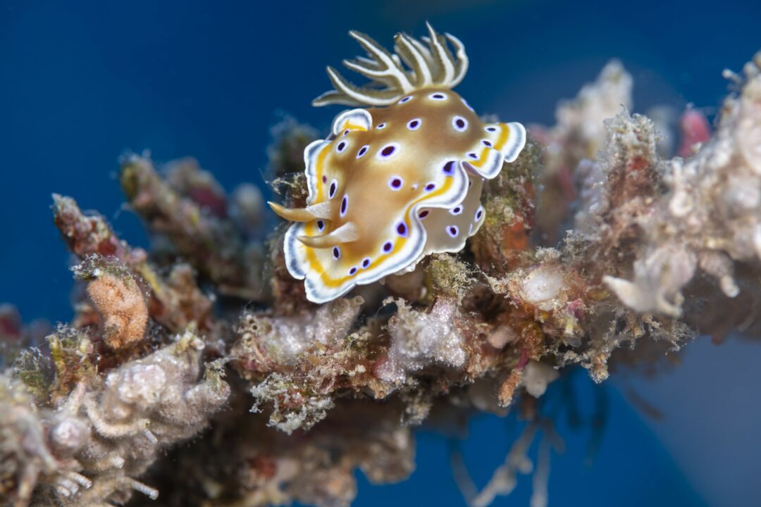 Scuba diving at Kandooma Resort Maldives
