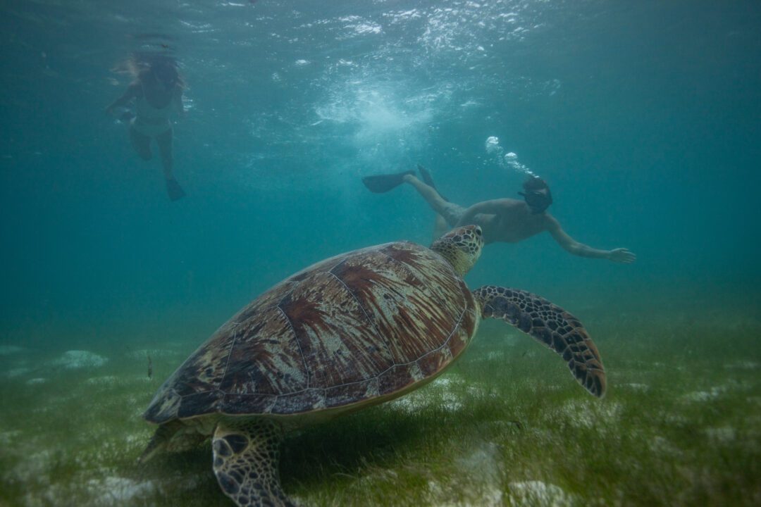 Six Senses Laamu Maldives surf resort Central Atolls