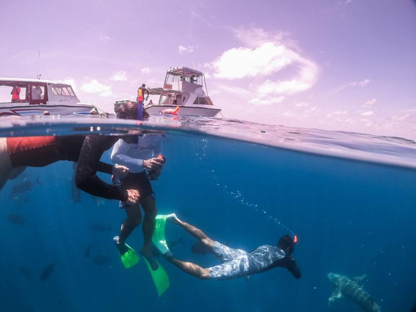 Diving with the harmless sharks is a blast