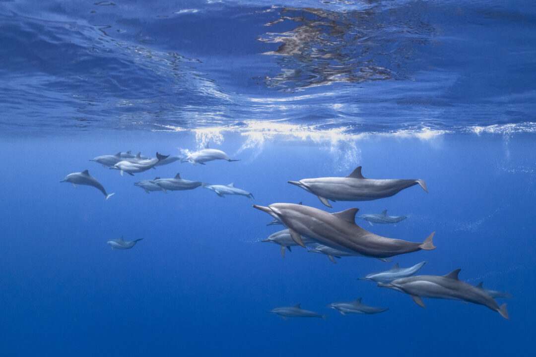 COMO Cocoa Maldives surf resort Kandooma Right Male Atolls